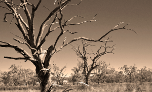 Trees photo 1 Large
